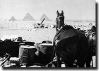egypt, horse listening to the pyramids